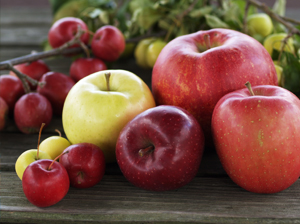 珍しいりんごの品種や旬のりんごを販売します！